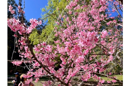 惠蓀林場櫻花陸續綻放。
