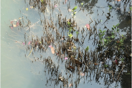 水域隔絕底泥與空氣的接觸，讓紅樹林擁有比陸域森林更高的碳匯貢獻；圖為海茄苳呼吸根。 水域隔絕底泥與空氣的接觸，讓紅樹林擁有比陸域森林更高的碳匯貢獻；圖為海茄苳呼吸根。