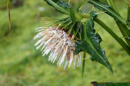圖中為玉山薊，與塔塔加薊相似， 但葉片、花序外觀及花粉都不同。（興大提供。）