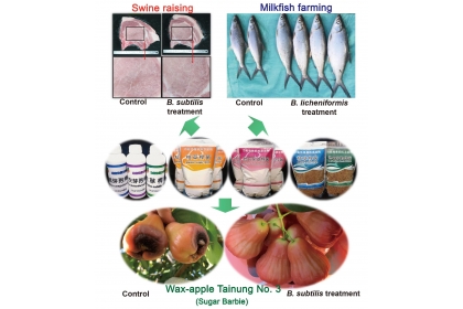 Fig.2. Multi-industry applications of Bacillus subtilis and Bacillus licheniformis based on probiotic products. The probiotic products can be used in crop health care, and in the livestock and aquaculture industries. B. subtilis can protect the wax apple 