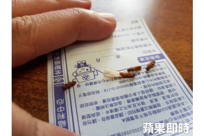 蘋果重回現場，發現是台灣家白蟻的翅王族，因目前為繁殖季，才會成群聚集。洪舜南攝