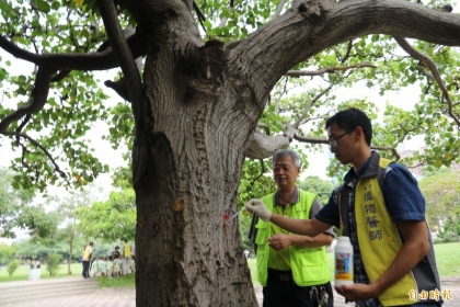 興大幫樹「打針」，助百餘顆病樹重現生機開花。（記者蘇孟娟攝）