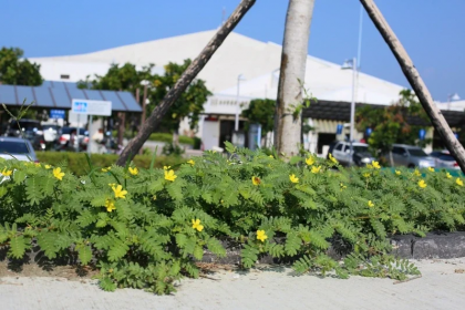 台江國家公園管理處內台江學園，適合多樣原生植物生長，圖為台灣蒺藜。圖/台管處提供