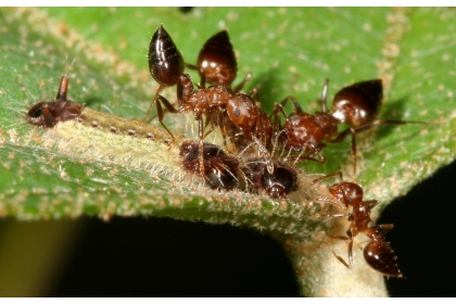 正在被舉尾蟻照護的虎灰蝶幼蟲(圖片提供王俊凱)