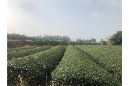 名間鄉是國內最大的茶葉產區，但常和鳳梨、火龍果等間作，容易出現空飄農藥殘留問題。記者江良誠／攝影