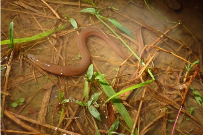 種瓜自然森中的黃鱔（圖片來源：許秋容教授）