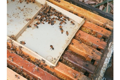南投埔里養蜂場中毒的蜜蜂飛回蜂箱掙扎，難逃一死。