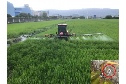 本土黑殭菌經過田間測試，證實具備防治稻黑椿象的潛力。圖右下為罹染黑殭菌死亡之稻黑椿象蟲體。(圖片來源：中興大學顏祥峻攝、台東場提供)