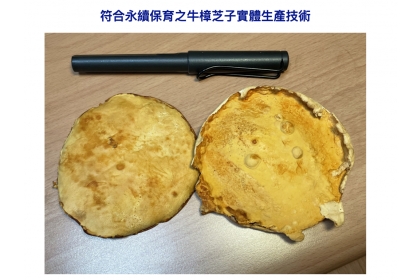 中興大學與台灣利得生物科技產學聯合研發中心在牛樟芝子實體的生產技術獲得重大的突破。