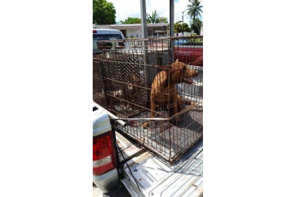 GAIN-BOUND: Captured stray dogs wait to be transported by the Dededo Mayor's Office staff to Guam Animals In Need after being rounded up in Dededo on Sept. 13, 2021. Dontana Keraskes/The Guam Daily Post