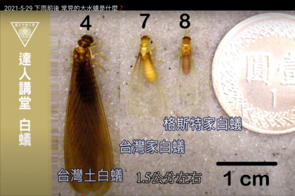 台灣白蟻主要可分成3種。圖／都市昆蟲研究室提供