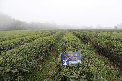 三義靜思茶園有機耕作，不用動物性資材，去年施用中興大學技轉台茂奈米生技的「枯草桿菌」益生菌，茶樹產量明顯提升3倍。