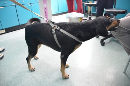 7歲混種犬，16 公斤，術後左後肢能負重。