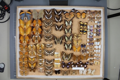 The insect specimens donated by Nobuhiro Yoshida.