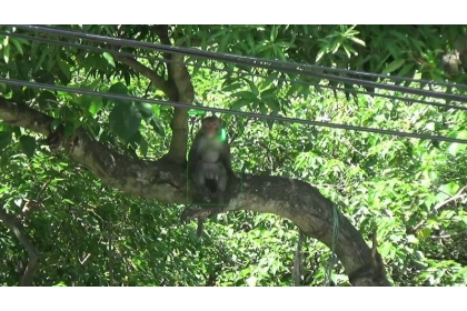 中興大學「雷鳥小組」研發的AI辨識智能雷射驅鳥獸系統，發出雷射光驅猴。（劉興忠提供）