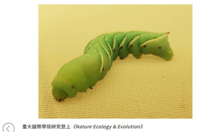植物和昆蟲化學攻防戰新視角，台大研究登上國際頂尖期刊。（記者林曉雲翻攝台大官網）