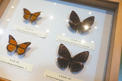 興大、科博館合辦蝴蝶展，現場有科博館典藏已滅絕的帝王蝶和大紫斑蝶標本。 記者喻文玟／攝影