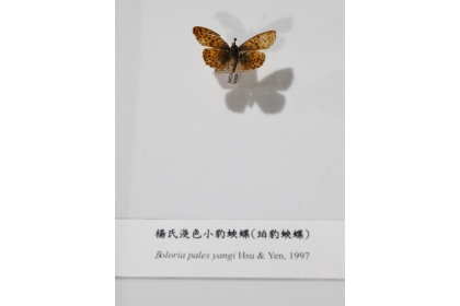 1997年發表楊氏淺色小豹蛺蝶，是楊仲圖教授在1964年於梨山採得。記者喻文玟／攝影