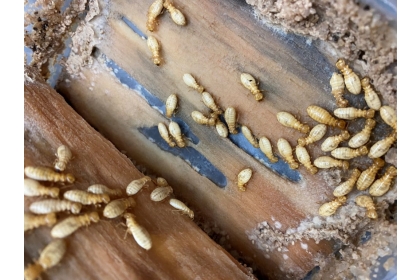  中興大學昆蟲系研究室所飼養的白蟻。（顧廣毅提供）