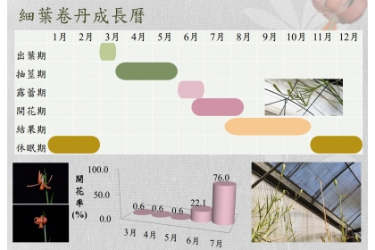 細葉卷丹成長曆(資料來源/種苗場)