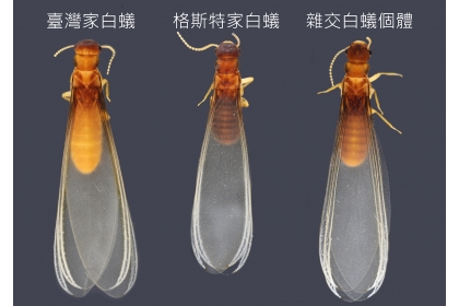  Termite alates, Formosan subterranean termite (left), Asian subterranean termite (middle), and their hybrid (right). 