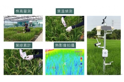 國立中興大學朱彥煒教授團隊於田間調查作物生理數據。圖/國立中興大學提供