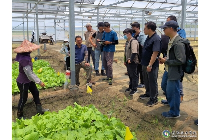 短期葉菜類輔導案例解說