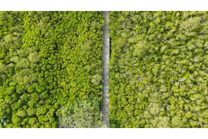 學者認紅樹林碳匯有疑慮。圖為新豐紅樹林生態保育區。記者葉信菉／攝影