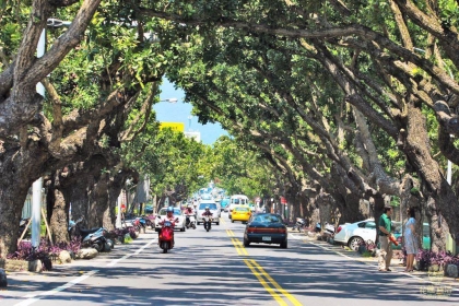 花蓮明禮路的原生種瓊崖海棠綠色隧道（圖片來源_花蓮市政府）