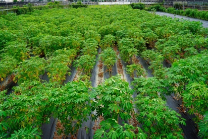 跨國研究團隊改良的木薯在興大進行田間試驗。