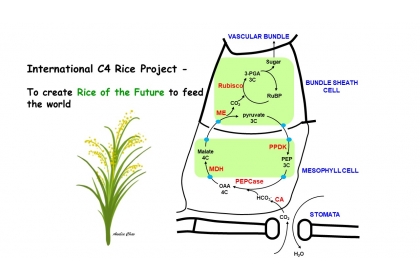 中興大學與中研院合作 積極參與國際C4水稻研究第四期計畫