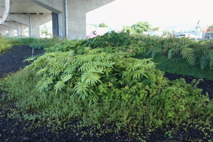 台灣部分機關已在不適種行道樹的區域改種台灣原生花草，凸顯對野花草的重視。圖為台63線中投公路橋下空間。圖／黃盟元提供