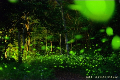 惠蓀林場賞螢季登場。圖片來源:廖智安