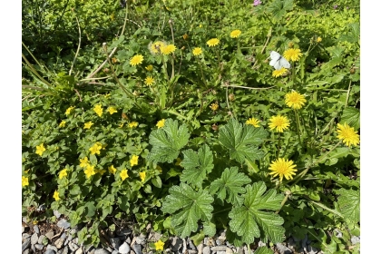 居家陽台種植台灣蒲公英，春日早晨開花，連帶吸引白色的蝴蝶來訪；另一邊（左）開著小小黃花的蓬萊珍珠菜，過午即謝，不容錯過。圖片來源：林試所提供