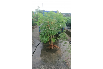 BREAKTHROUGH FOR CASSAVA PRODUCTIVITY AND DROUGHT RESILIENCE New study shows how targeted potassium transport improves yield and drought tolerance in cassava