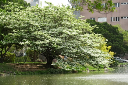 Chinese Fringe Tree “April Snow” Blooming in Chung Hsing Lake.
