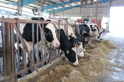 中興大學畜產試驗場目前場內有泌乳牛約40頭，乾乳牛與女牛約65頭。中央社記者趙麗妍攝 112年1月23日