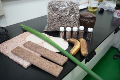 興大森林學系團隊以香蕉廢棄物製成環保發泡材料