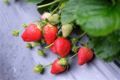 草莓果實紅潤健康，園中病蟲害幾乎絕跡（攝影/蔡佳珊）