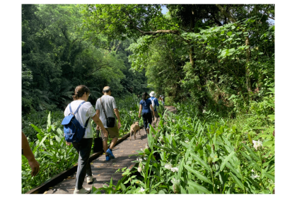 中興大學新化林場野薑花步道。 圖／記者吳淑玲攝影