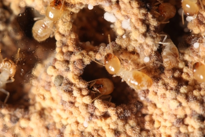 台灣土白蟻的菌圃，中間為台灣土白蟻的工蟻，白色球狀物為雞肉絲菇的孢子球