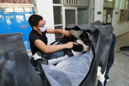 Department of Veterinary Medicine of National Chung Hsing University Introduces Simulation Dairy Cow of Real Scale to Assist Clinical Teaching 