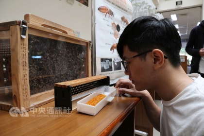 【中央社】中興大學招蜂引蝶生態展日前在圖書館開幕，紫斑蝶迎賓廊道、竹編生命樹，展覽融合花卉、蝴蝶標本及蜜蜂生態展示，展期至108年1月11日，歡迎民眾參觀。