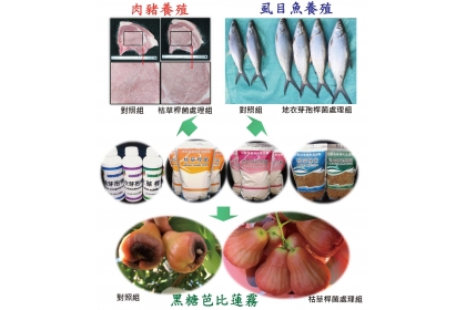 圖二：枯草桿菌及地衣芽孢桿菌益生菌產品可多元應用於作物保健、畜禽及水產養殖產業。枯草桿菌可保護黑糖芭比蓮霧免於受果腐病侵染，耐受寒害，提升果實品質及產量；應用於肉豬養殖亦可提升里肌肉肉質品質，增加瘦肉比例並使肉質蒸煮後仍保水不乾柴。地衣芽孢桿菌應用於虱目魚隻養殖亦能加速魚隻的生長，增進魚隻的飽滿度，提高取肉率。