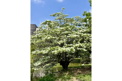 四月雪再臨中興湖畔