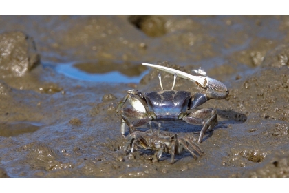 Agonistic aggregation and courtship claw-waving behavior in the Taiwanese fiddler crab. Photo credit: Invertebrate Laboratory, NCHU
