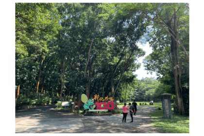 中興大學新化林場是最靠近市區的森林，有全台最大桃花心木造林。 圖／記者吳淑玲攝影