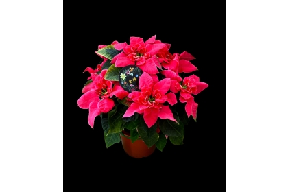 女神（照片提供／陳彥銘）