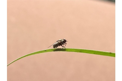 廄刺蠅容易停留在畜牧場周邊灌木草叢中。（新北市動保處提供）