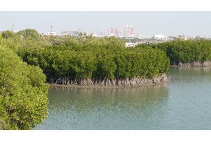 由海洋委員會與農業部聯名提出的「海草復育」與「紅樹林植林」兩項藍碳方法學，已於7月24日獲環境部審議通過